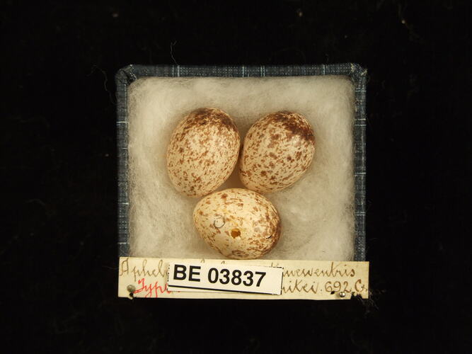 Three bird eggs in box with specimen labels.