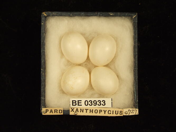 Four bird eggs in box with specimen labels.
