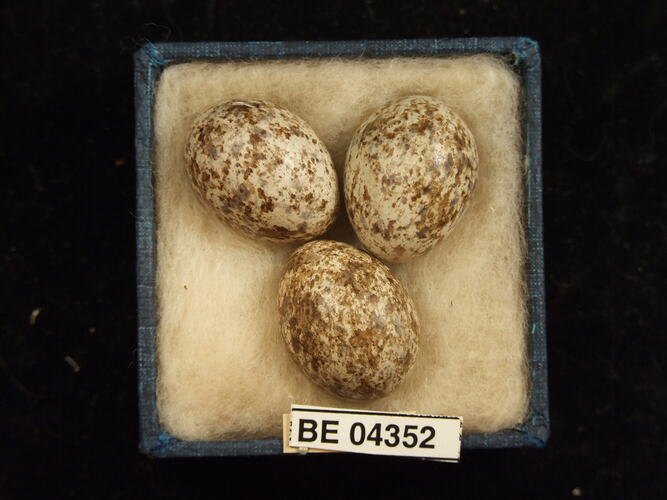 Three bird eggs in box with specimen labels.