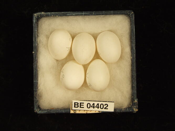 Five bird eggs in box with specimen labels.