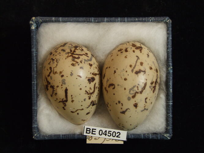 Two bird eggs with specimen labels in box.