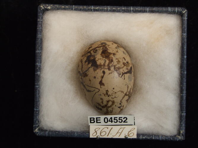 Bird egg with specimen labels in box.