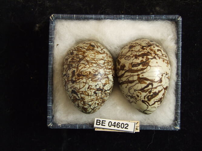 Two bird eggs with specimen labels in box.