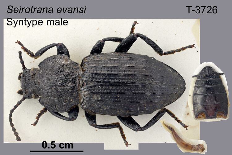 Beetle specimen, male, dorsal view.