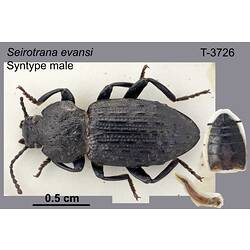 Beetle specimen, male, dorsal view.