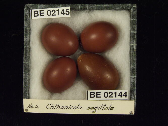 Four bird eggs with specimen labels in box.