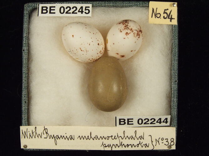 Three bird eggs with specimen labels in box.