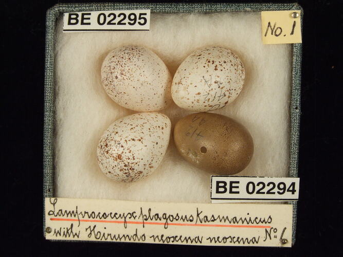 Four bird eggs with specimen labels in box.
