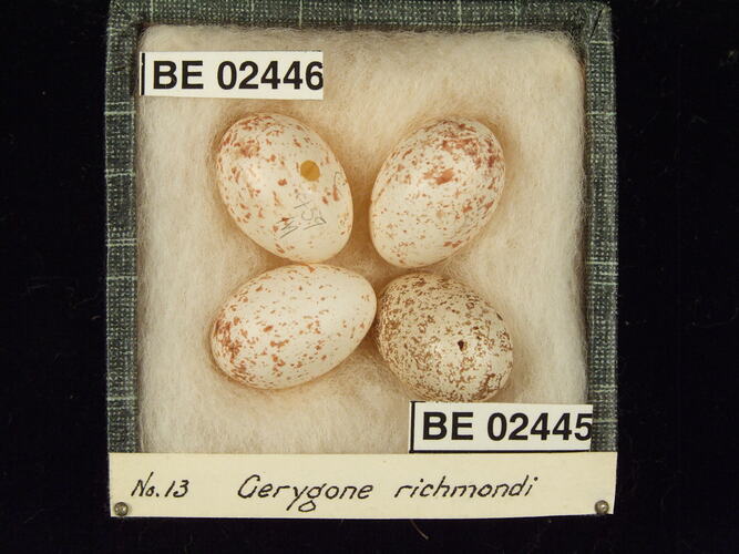 Four bird eggs with specimen labels in box.