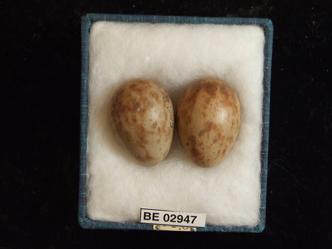 Two bird eggs with specimen label in box.
