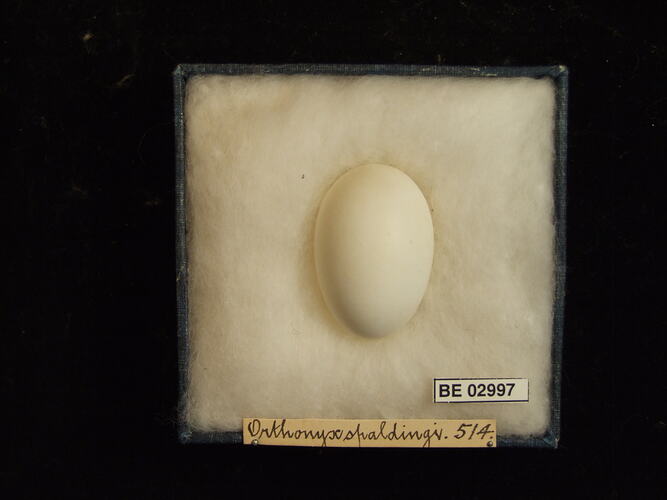 Bird egg with specimen label in box.