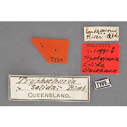 Entomology type specimen labels.