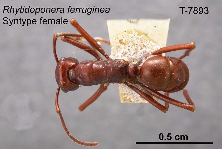 Ant specimen, female, dorsal view.