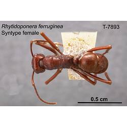 Ant specimen, female, dorsal view.