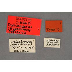 Entomology type specimen labels.