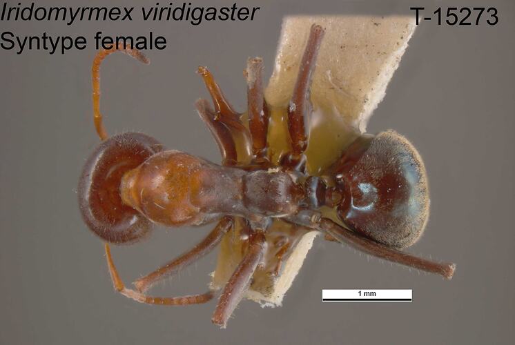 Ant specimen, female, dorsal view.