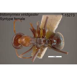 Ant specimen, female, dorsal view.