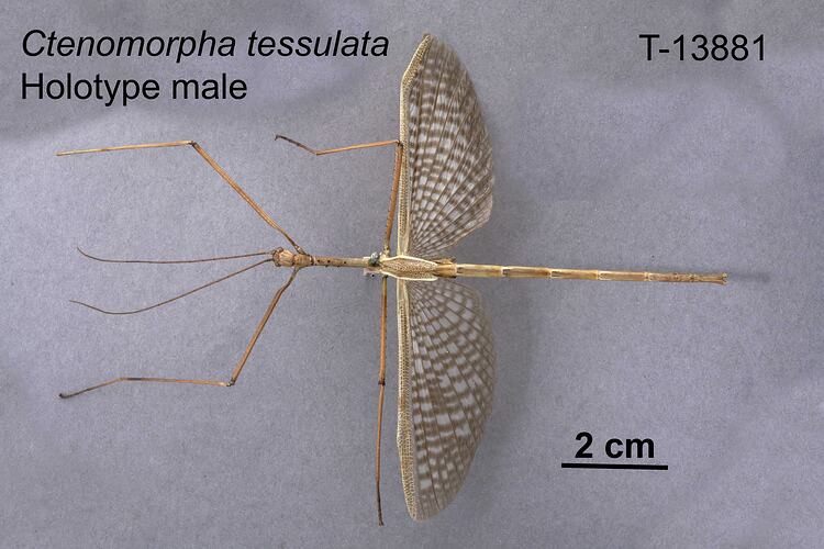 Stick Insect specimen, male, dorsal view.