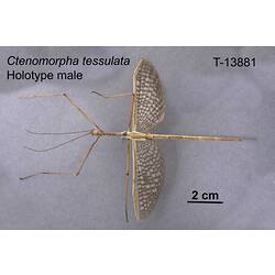 Stick Insect specimen, male, dorsal view.