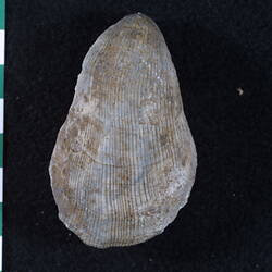 Ventral view of brachiopod fossil beside scale bar.