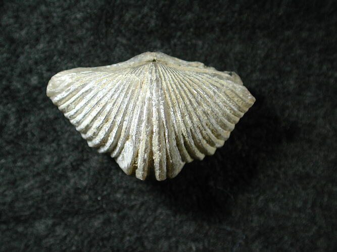 Fossil brachiopod specimen.