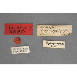 Entomology type specimen labels.