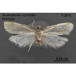 Moth specimen, ventral view.