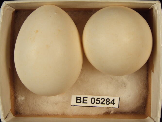 Two bird eggs with specimen label in box.