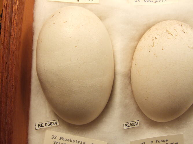 Close up of bird eggs in box.