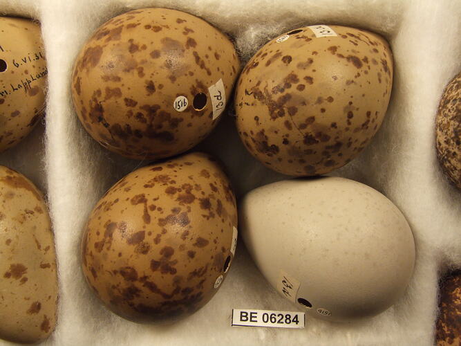 Close up of bird eggs with specimen label.