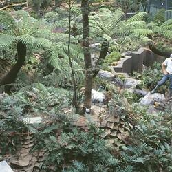 A man standing amidst treeferns in an interior space.