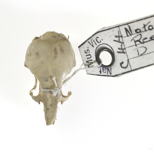 Dorsal view of Mouse skull with specimen labels.