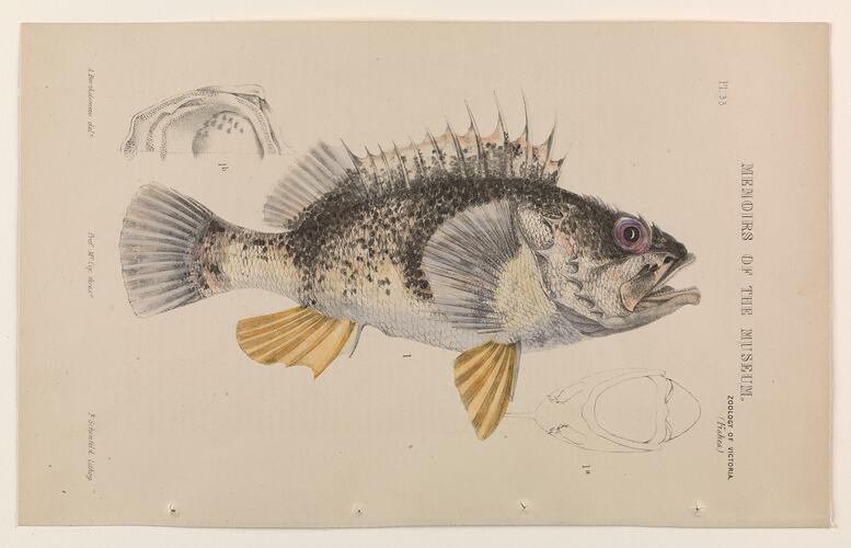 Ocean Perch (Helicolenus percoides). Lithograph.