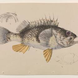 Lithographic Print - Reef Ocean Perch, Helicolenus percoides (as the Banded Red Gurnet-Perch, Sebastes percoides), Arthur Bartholomew & Theresa Poole