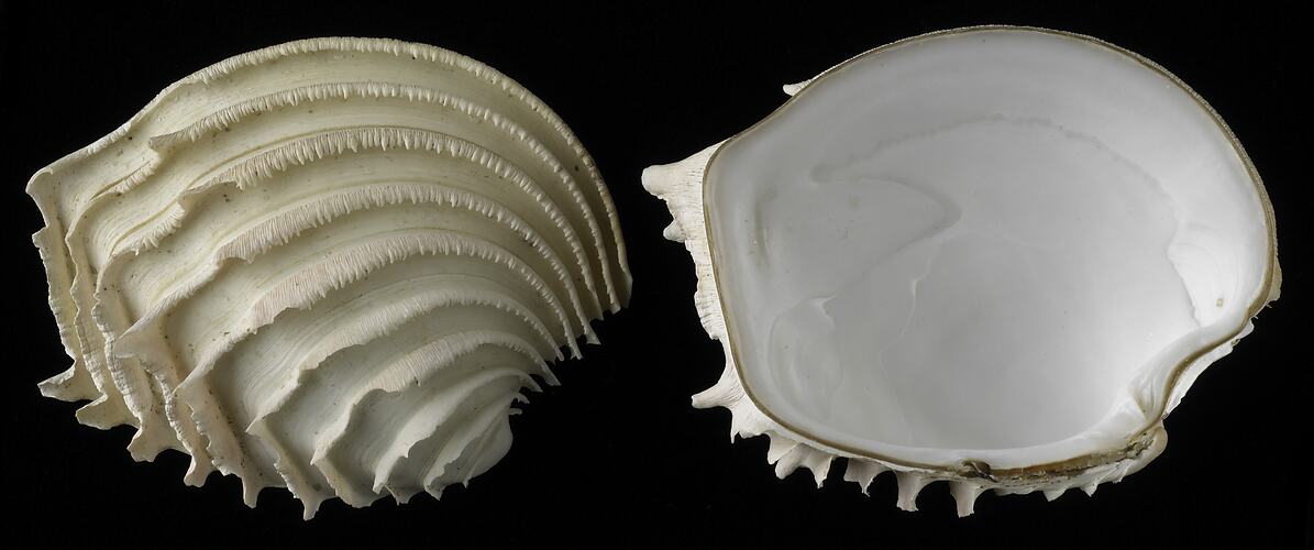 <em>Bassina (Callanaitis) disjecta</em>, Frilled Venus Shell. [F 67981]