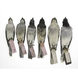 Six bird skins with specimen labels, ventral view.