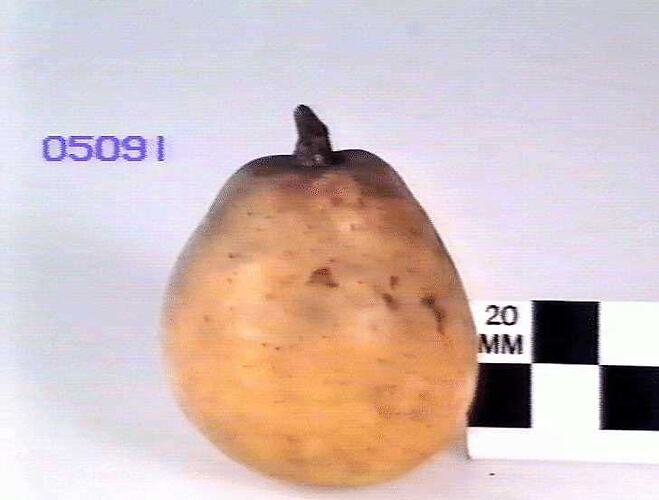 Pear Model - Doyenne Bussock, Hazelglen, Victoria, 1875