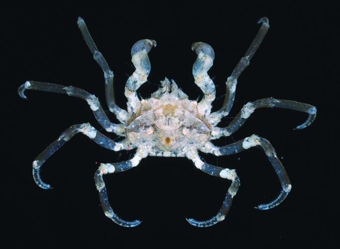Dorsal view of sea spider.