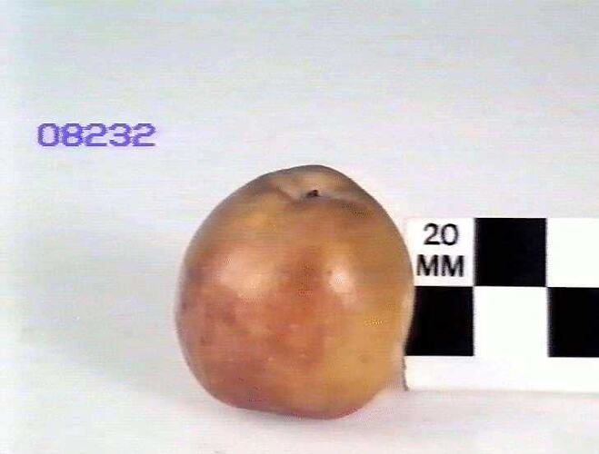 Wax model of an apple.
