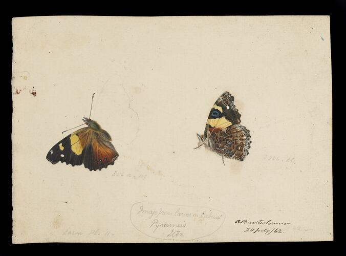 Coloured illustration of two butterflies.