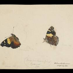 Watercolour, pencil and ink illustrations - wings, Pyrameis itea, Arthur Bartholomew, 24 March 1862