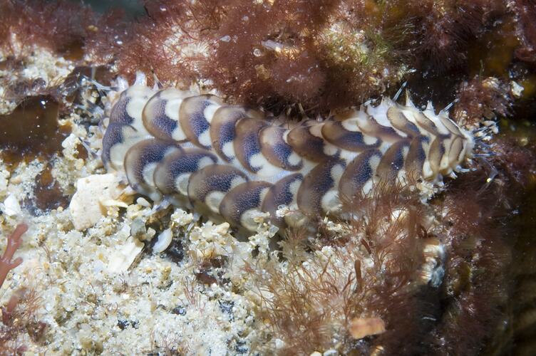 Dark and cream scaleworm on reef.