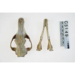 Skull and jaw of thylacine specimen.