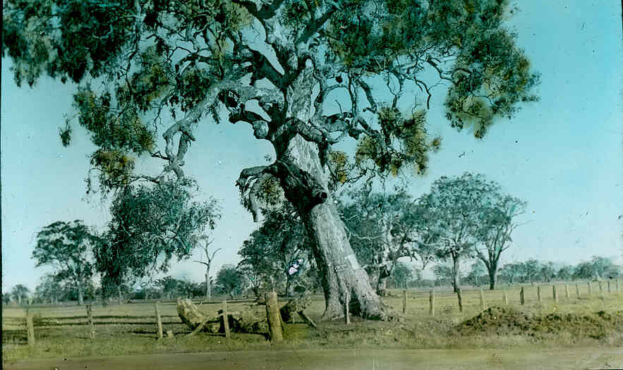 Lantern Slide - Red Gums, Dandenong, Victoria, Date Unknown