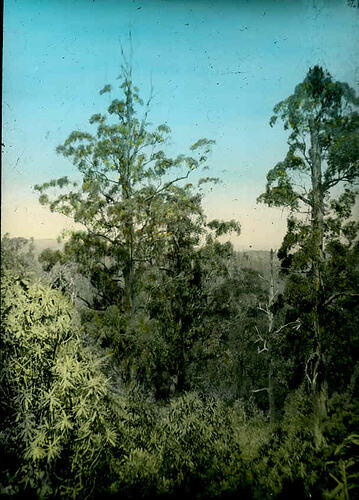 Lantern Slide - Sherbrooke Forest, Victoria, 1944. [BA 1760]