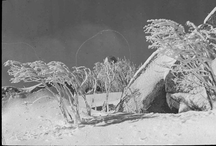 Lantern Slide - Hoar Frost, Mt Buffalo, Victoria, Date Unknown. [BA 1854]