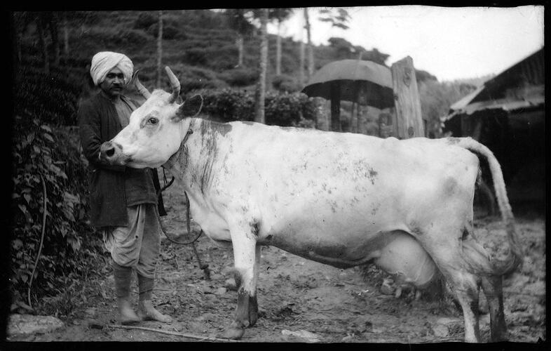 Man standing with dairy cow.