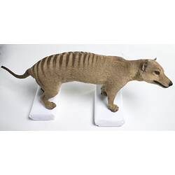 Taxidermied Thylacine mount viewed from above.