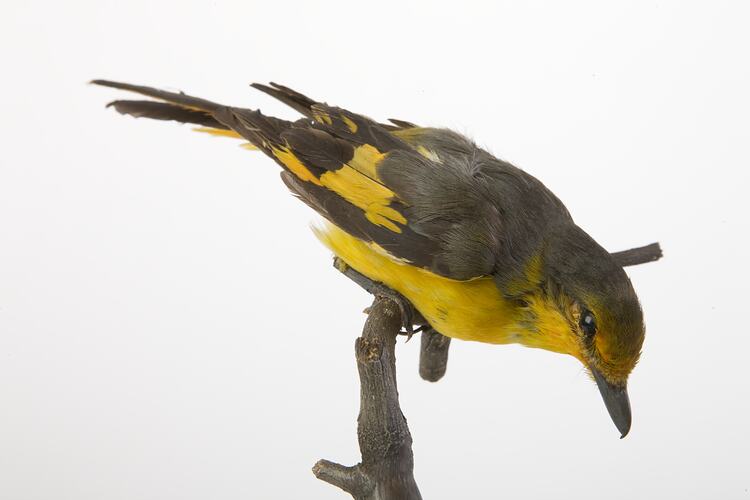 <em>Pericrocotus flammeus fraterculus</em>, Scarlet Minivet, mount.  Registration no. 25862.