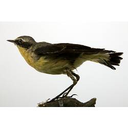 <em>Oenanthe oenanthe leucorhoa</em>, Northern Wheatear, mount.  Registration no. 58195.